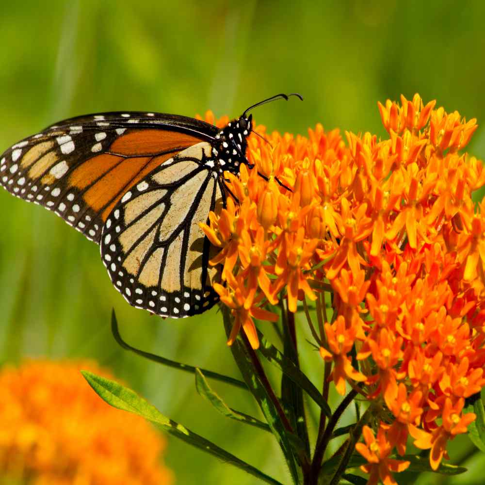 Scatter Garden | Monarch Butterfly Milkweed | Pollinators