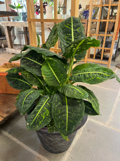 Mandy's Indoor Plants