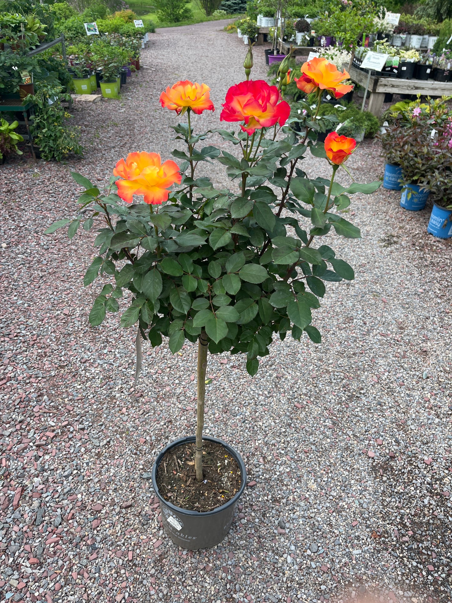 Sunset Horizon Floribunda Rose Tree-Form | Rosa