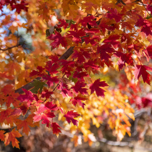 First Editions® Matador™ Maple | Acer x freemanii 'Bailston'