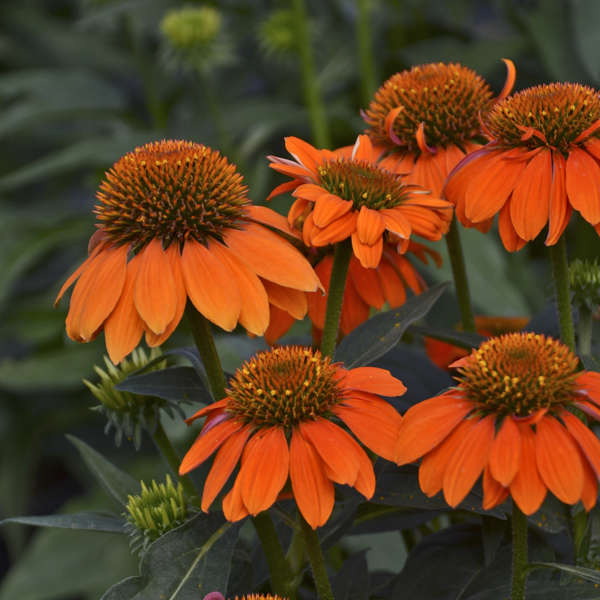 'Adobe Orange' Coneflower | Echinacea hybrid