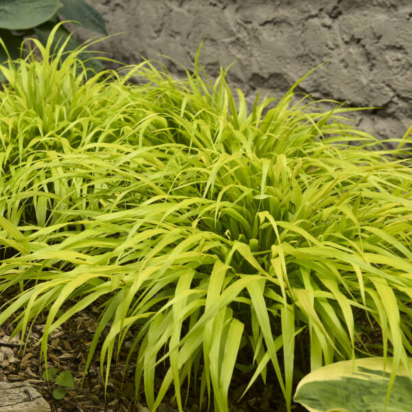'All Gold' Forest Grass | Hakonechloa macra