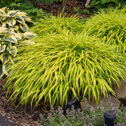 'All Gold' Forest Grass | Hakonechloa macra