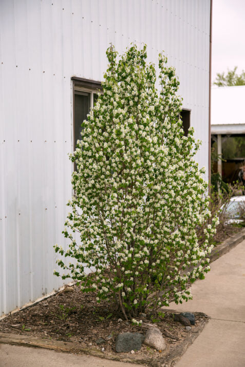 First Editions® Standing Ovation™ Serviceberry | Amelanchier
