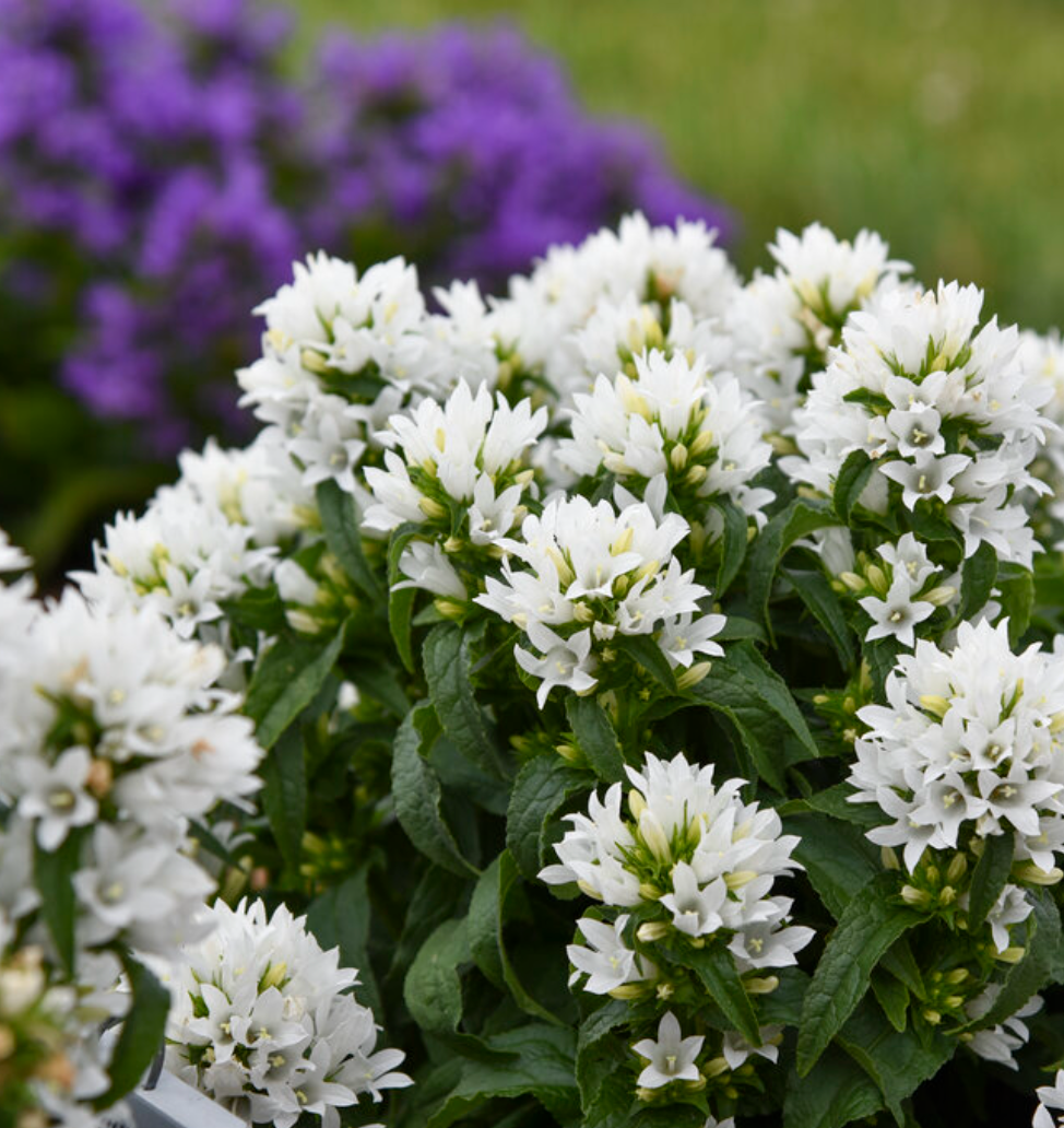 'Angel Bells' Clustered Bellflowers | Campanula glomerata