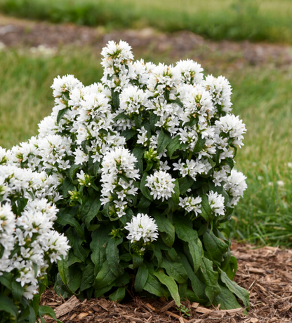 'Angel Bells' Clustered Bellflowers | Campanula glomerata