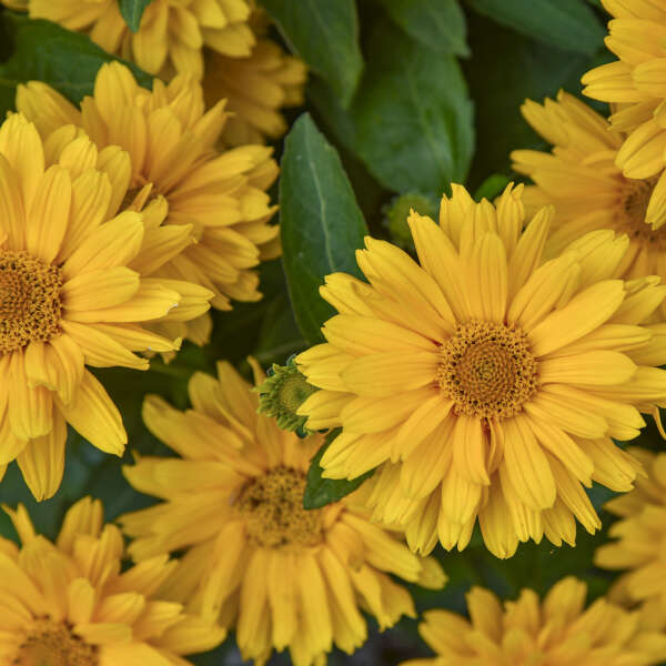 'Athena Gold' False Sunflower | Heliopsis helianthoides