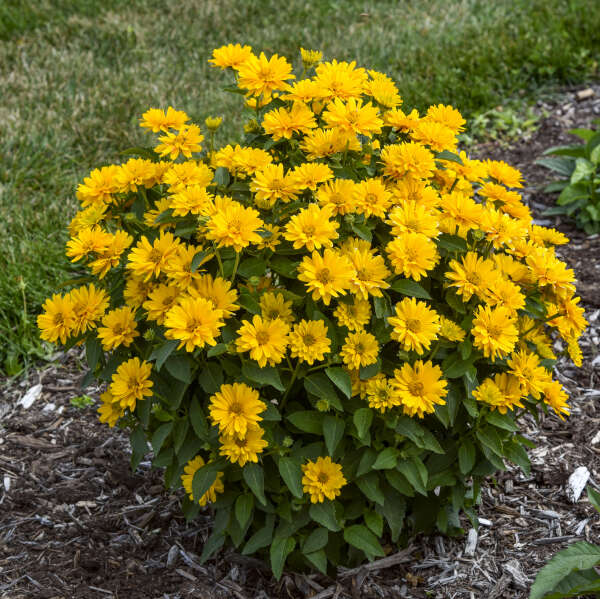 'Athena Gold' False Sunflower | Heliopsis helianthoides