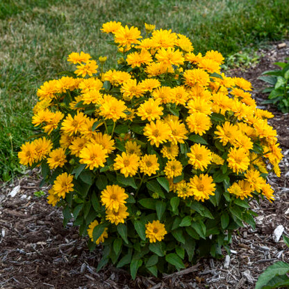 'Athena Gold' False Sunflower | Heliopsis helianthoides