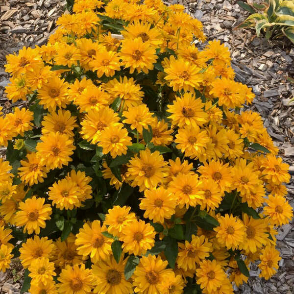 'Athena Gold' False Sunflower | Heliopsis helianthoides