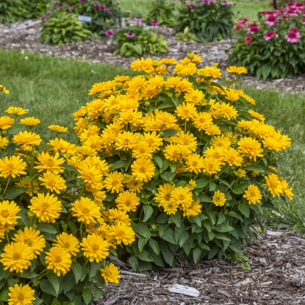 'Athena Gold' False Sunflower | Heliopsis helianthoides