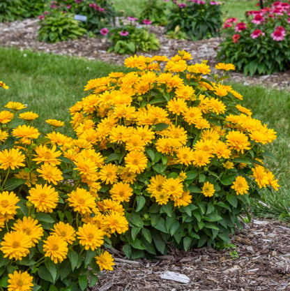 'Athena Gold' False Sunflower | Heliopsis helianthoides