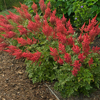 'August Light' Astilbe