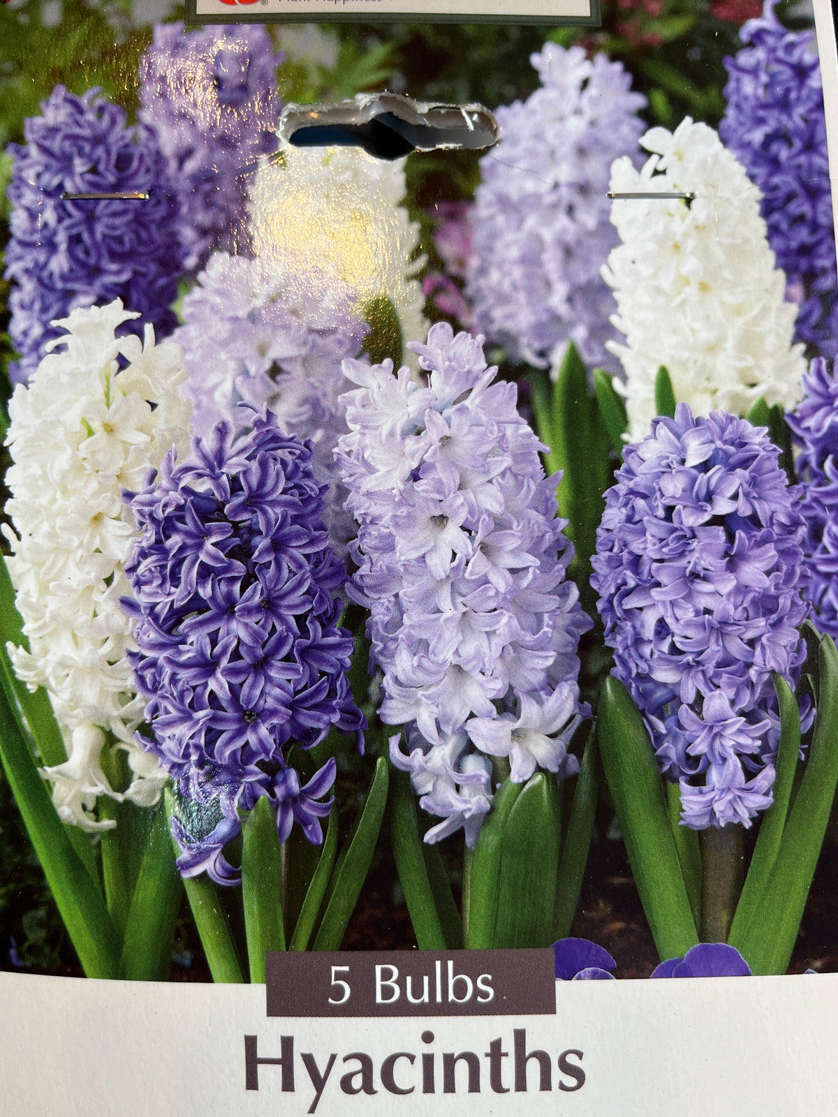 Hyacinth Delft Blue Mixture 5 CT