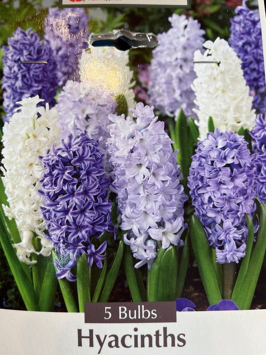 Hyacinth Delft Blue Mixture 5 CT