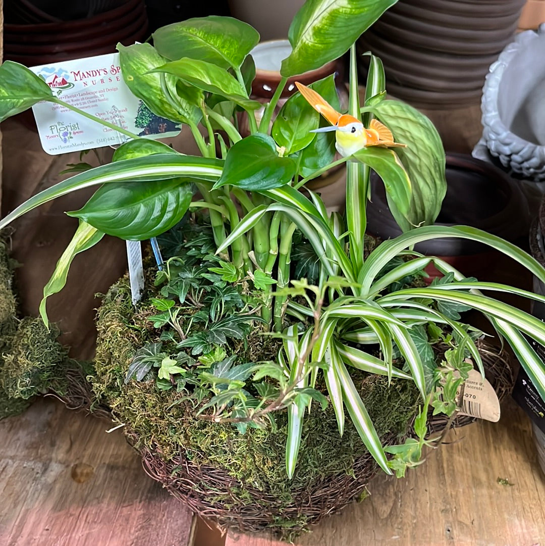 Houseplant Dish Garden