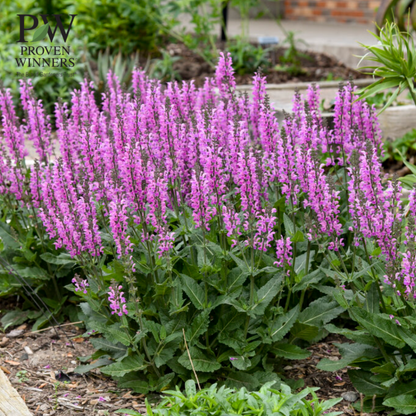 'Back to the Fuchsia' Salvia