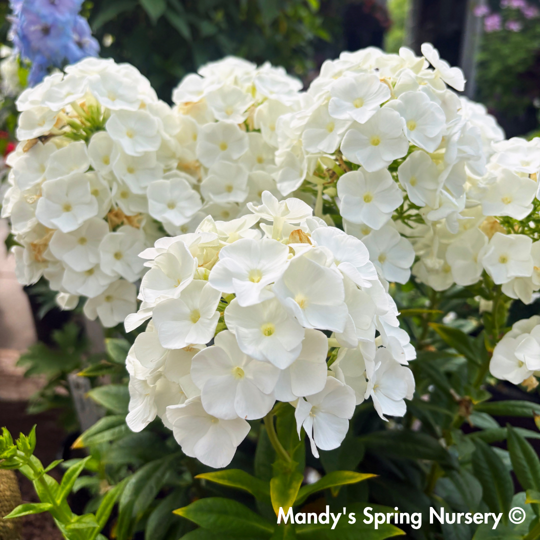 'Backlight' Luminary Tall Garden Phlox | Phlox paniculata
