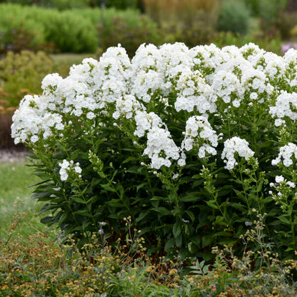 'Backlight' Luminary Tall Garden Phlox | Phlox paniculata