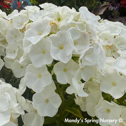 'Backlight' Luminary Tall Garden Phlox | Phlox paniculata