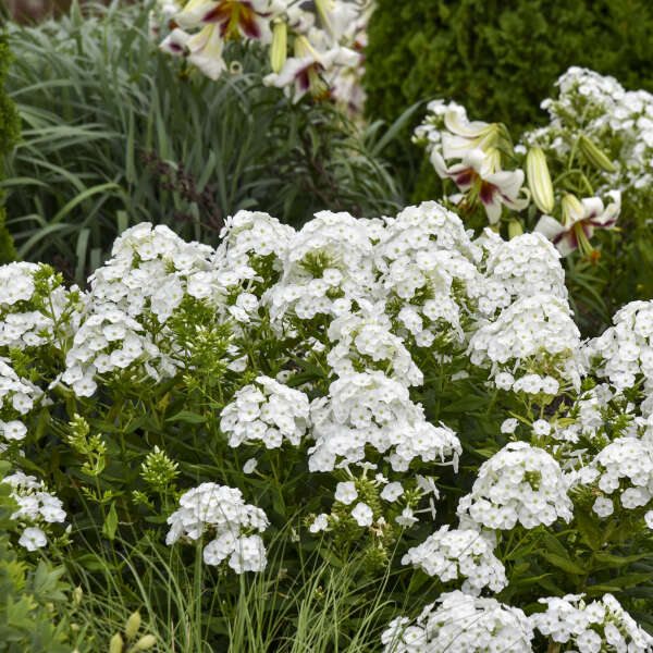 'Backlight' Luminary Tall Garden Phlox | Phlox paniculata