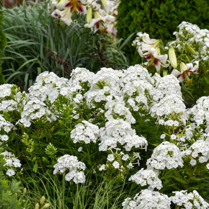 'Backlight' Luminary Tall Garden Phlox | Phlox paniculata
