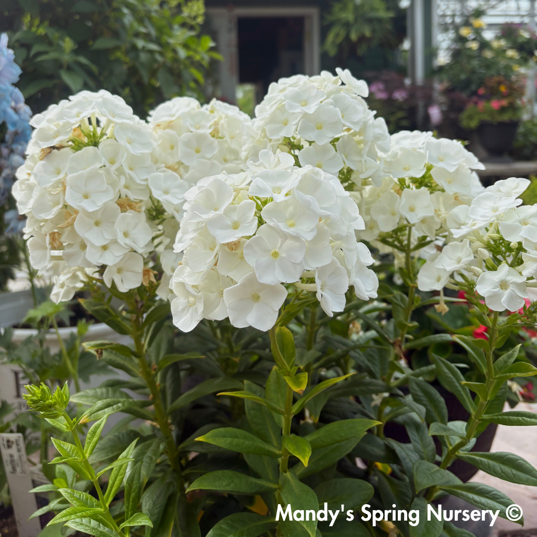 'Backlight' Luminary Tall Garden Phlox | Phlox paniculata
