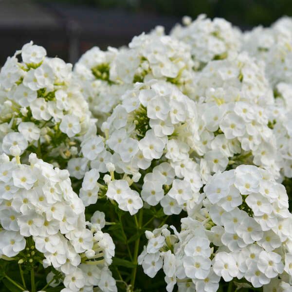'Backlight' Luminary Tall Garden Phlox | Phlox paniculata