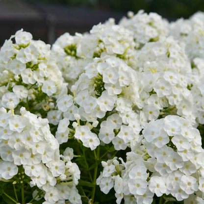 'Backlight' Luminary Tall Garden Phlox | Phlox paniculata