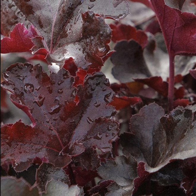 'Balboa Sunset®' Coral Bells | Heuchera Monrovia