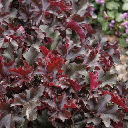 'Balboa Sunset®' Coral Bells | Heuchera Monrovia