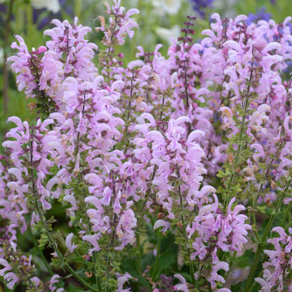 'Ballerina Pink' Salvia