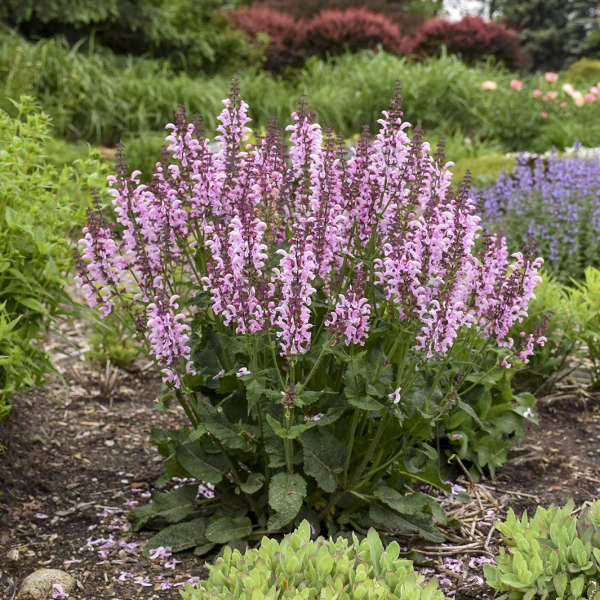 'Ballerina Pink' Salvia