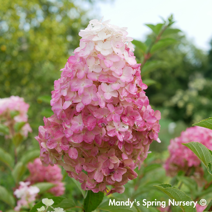 Berry White® Panicle Hydrangea | Hydrangea paniculata