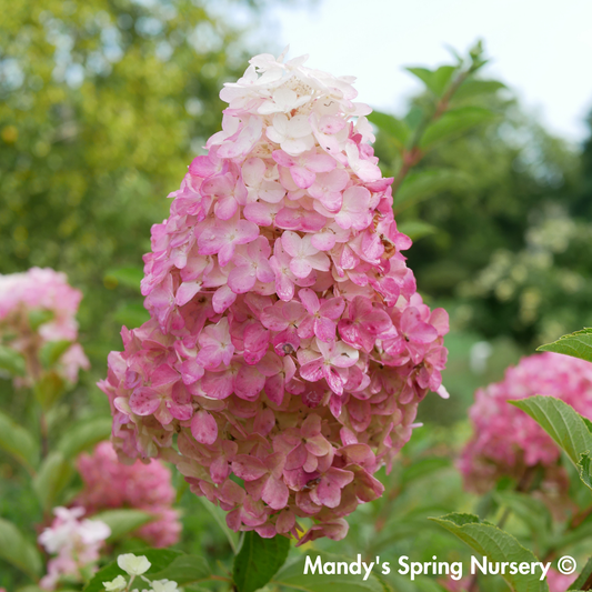 Berry White® Panicle Hydrangea | Hydrangea paniculata