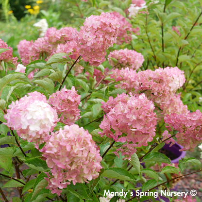 Berry White® Panicle Hydrangea | Hydrangea paniculata