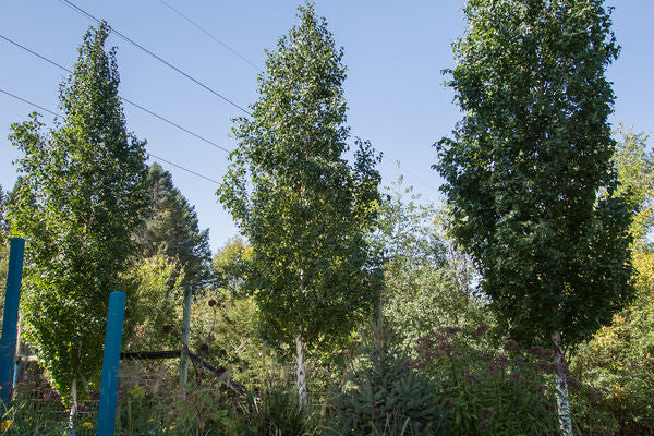 First Editions® Parkland Pillar® Birch | Betula platyphylla 'Jefpark' PP25,468