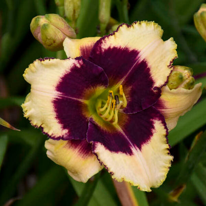 'Blackthorne' Reblooming Daylily | Hemerocallis