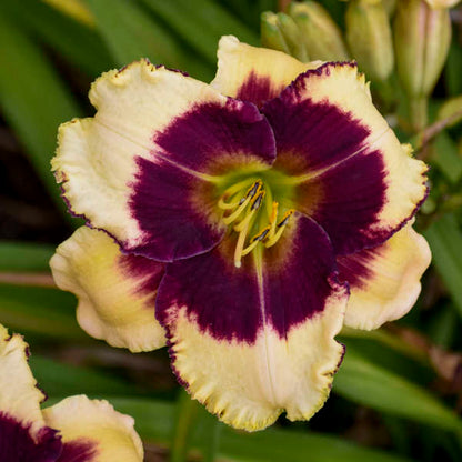 'Blackthorne' Reblooming Daylily | Hemerocallis