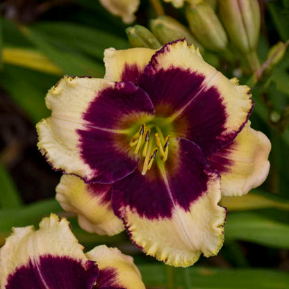 'Blackthorne' Reblooming Daylily | Hemerocallis