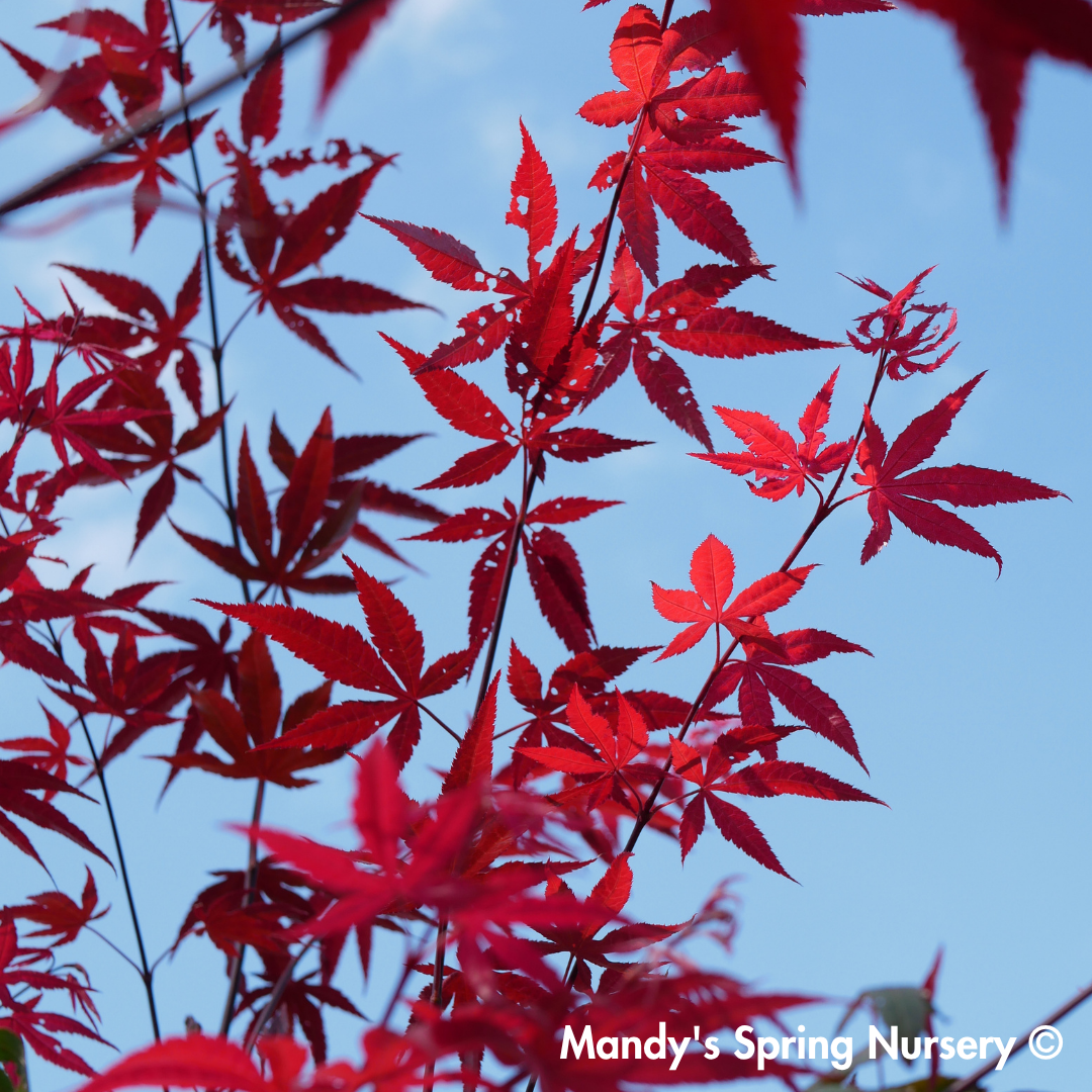 Japanese Maple Bloodgood | Acer palmatum