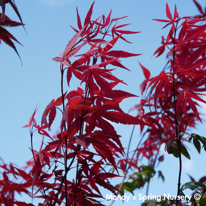 Japanese Maple Bloodgood | Acer palmatum