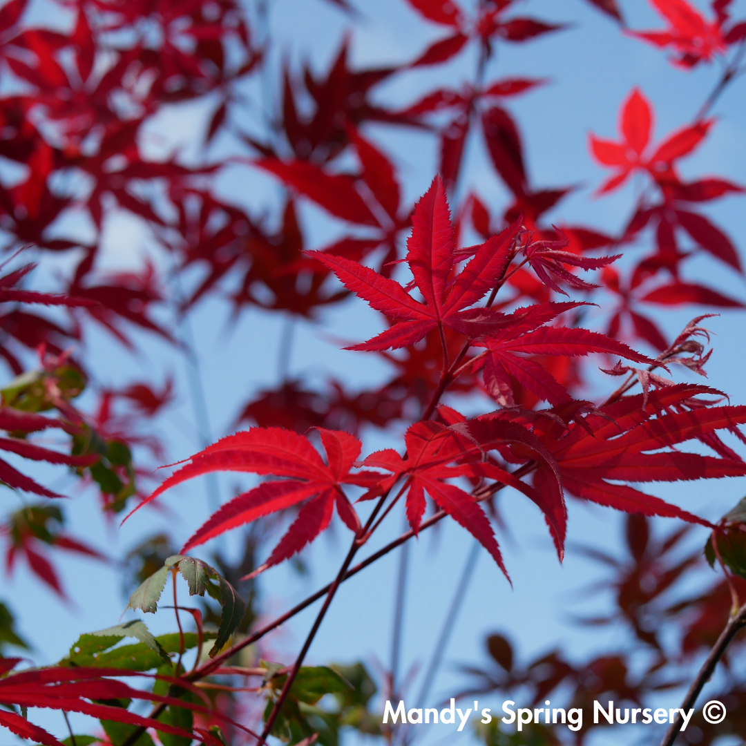 Japanese Maple Bloodgood | Acer palmatum