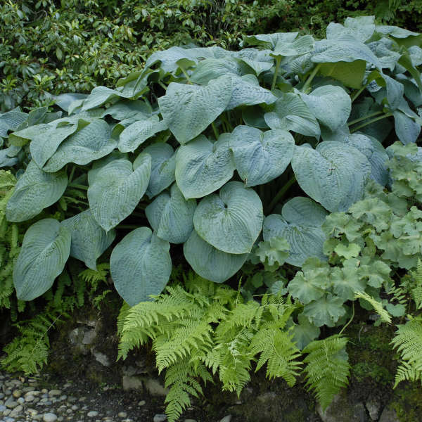'Blue Angel' Hosta