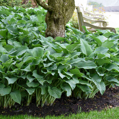 'Blue Angel' Hosta