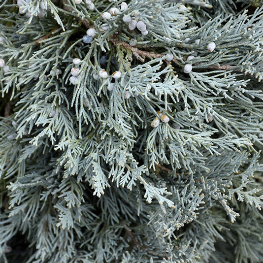 Blue Haven Juniper | Juniperus scopulorum