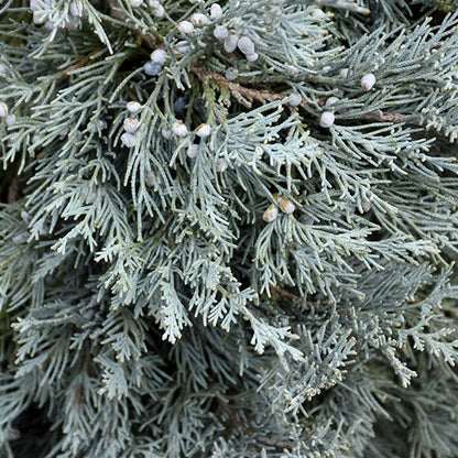 Blue Haven Juniper | Juniperus scopulorum