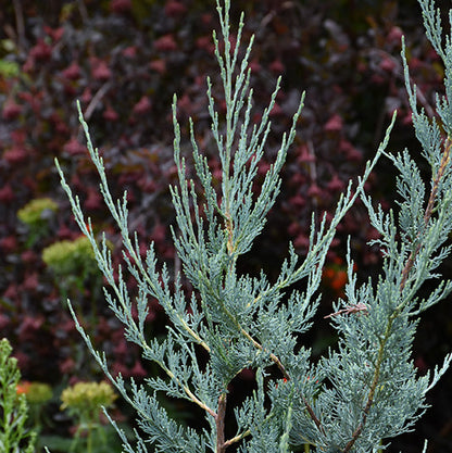 Blue Haven Juniper | Juniperus scopulorum