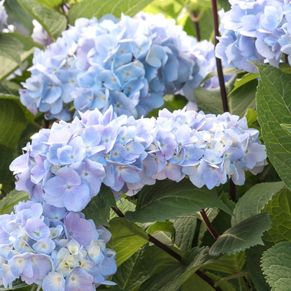 'Blue Enchantress®' Hydrangea | Hydrangea macrophylla