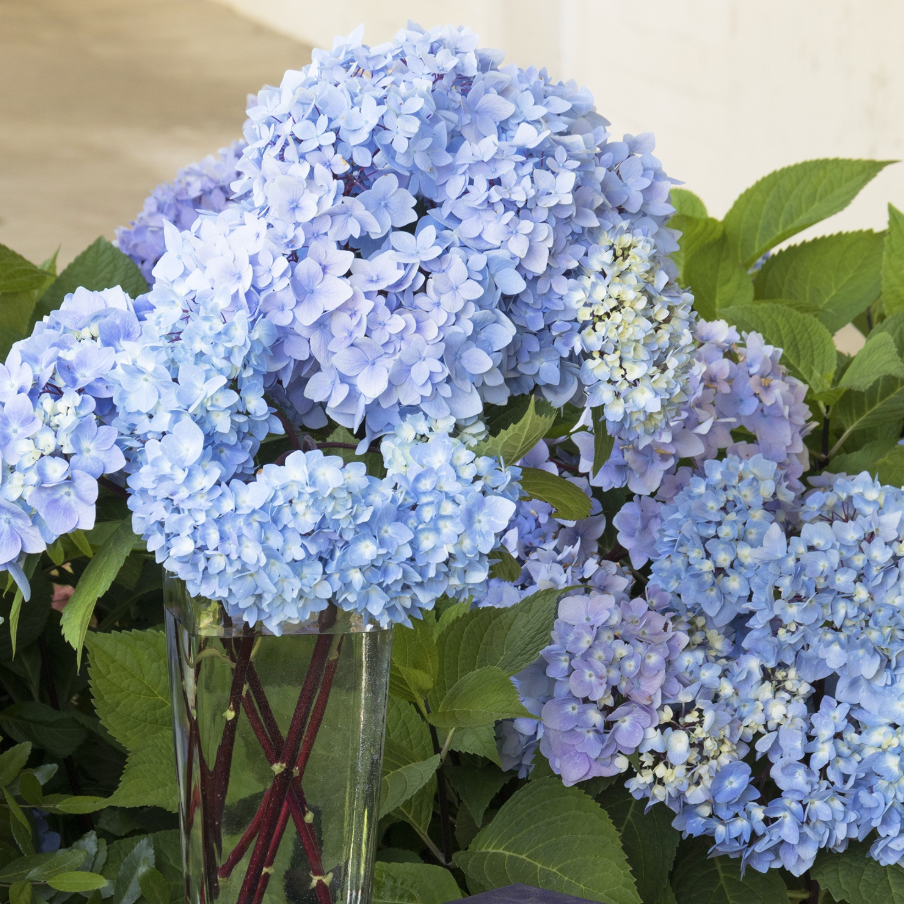 'Blue Enchantress®' Hydrangea | Hydrangea macrophylla